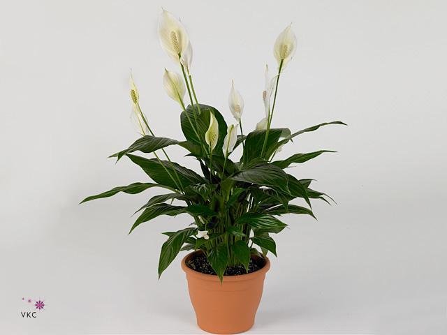 Spathiphyllum Bingo Cupido 5+