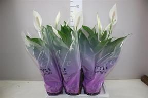 Spathiphyllum Bingo Cupido 5+