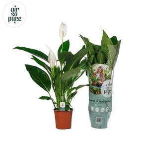 Spathiphyllum Bingo Cupido 5+