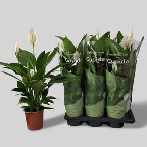 Spathiphyllum Bingo Cupido 5+