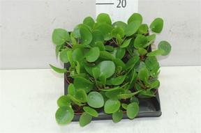 Pilea peperomiodes