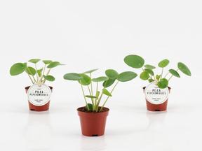 Pilea peperomiodes