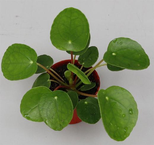 Pilea peperomiodes