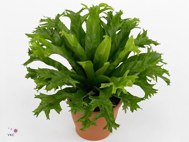 Asplenium nidus Campio