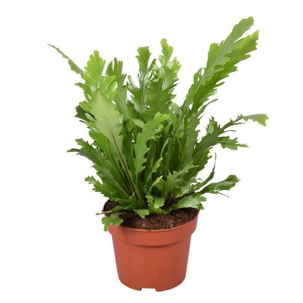 Asplenium nidus Campio