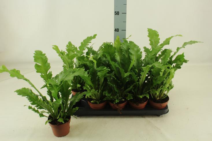 Asplenium nidus Campio