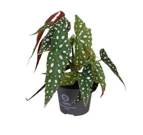 Begonia maculata mix