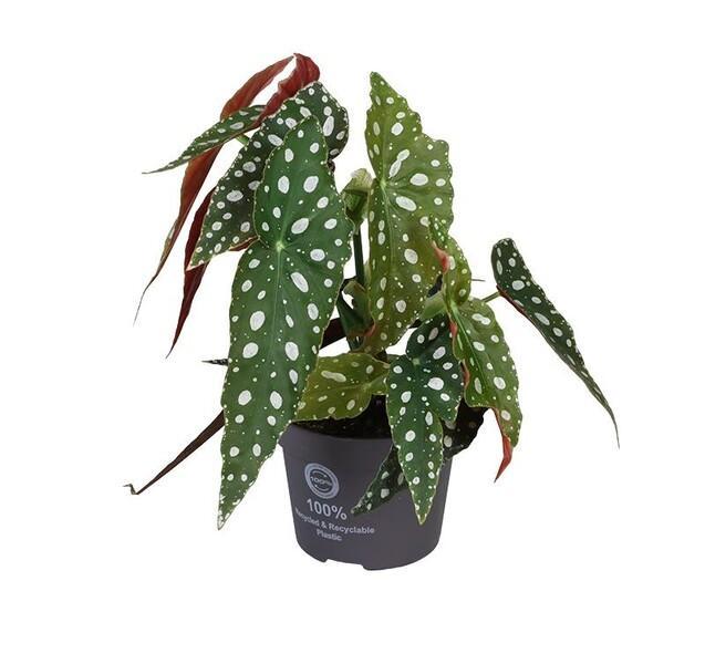Begonia maculata mix