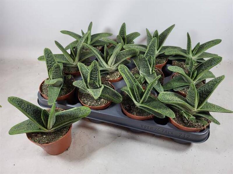 Gasteria Little Warty