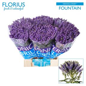 Veronica tr smart fountain