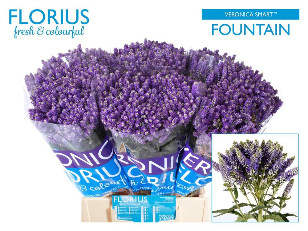 Veronica tr smart fountain