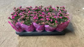 Kalanchoe Lena purple