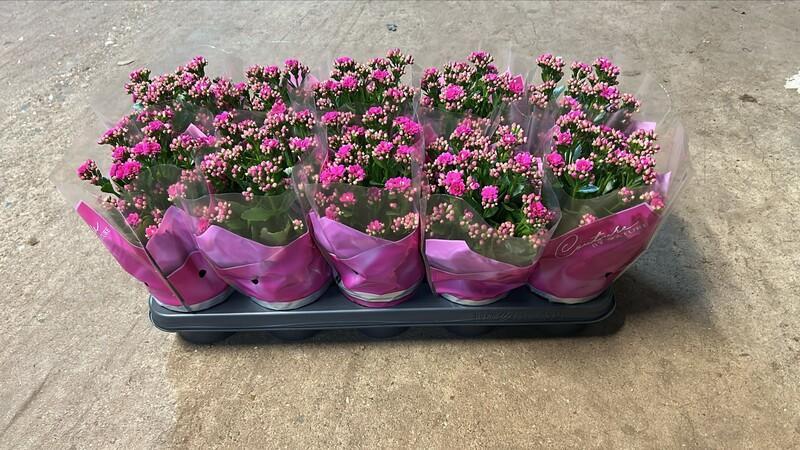 Kalanchoe Lena purple