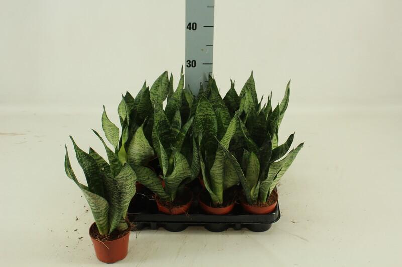 Sansevieria Zeylanica