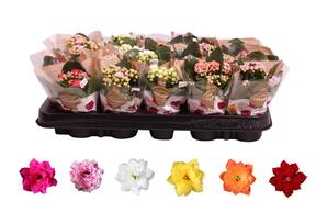 Kalanchoe Calandiva mix