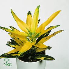 Codiaeum Sunny Star