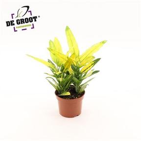 Codiaeum Sunny Star