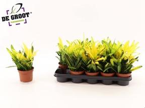 Codiaeum Sunny Star