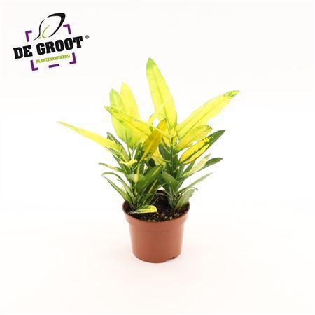 Codiaeum Sunny Star