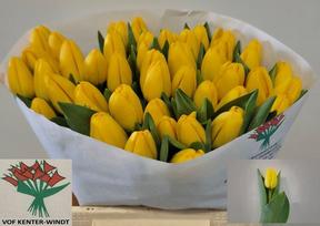 Tulp en novi sun