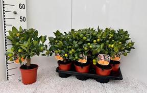 Citrofortunella Calamondin kmen
