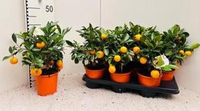 Citrofortunella Calamondin kmen