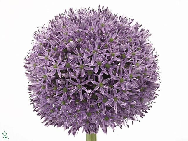 Allium giganteum
