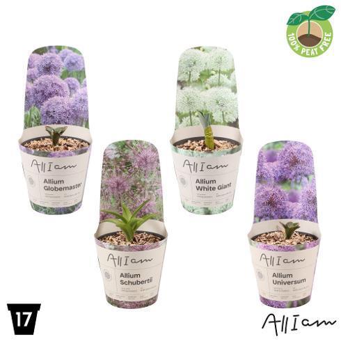 Allium giganteum