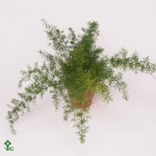 Asparagus Meyers
