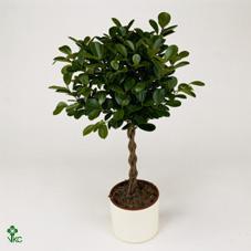 Ficus microcarpa Moclame kmen