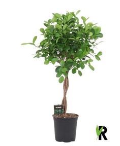 Ficus microcarpa Moclame kmen