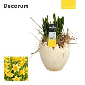 Narcis Tete a Tete vejce