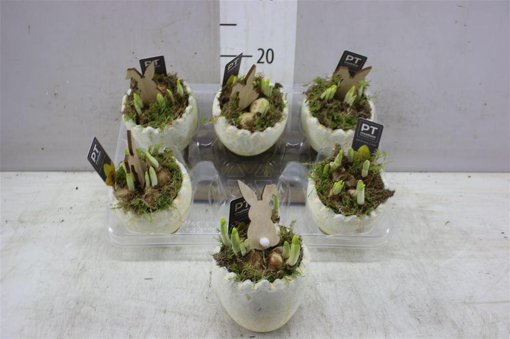 Narcis Tete a Tete vejce