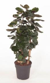 Polyscias Fabian