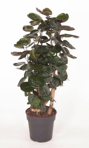 Polyscias Fabian