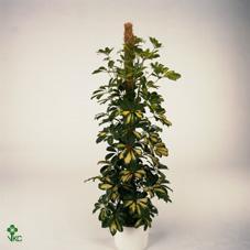 Schefflera Compacta