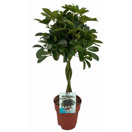 Schefflera Compacta