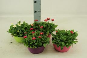 Bellis miska 