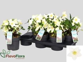 Helleborus orientalis Victoria