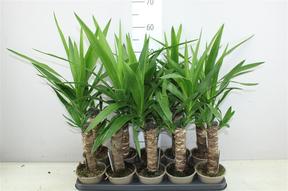 Yucca 1PP