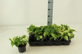 Epipremnum Marble Queen