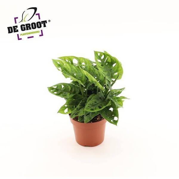 Monstera obliqua Monkey Mask