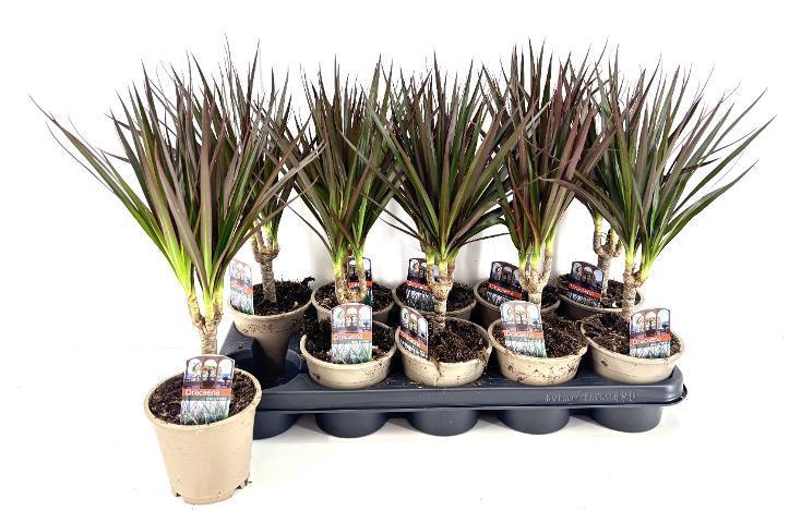 Dracaena marg. Magenta