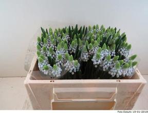 Muscari manon