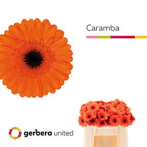 Germini plastic caramba