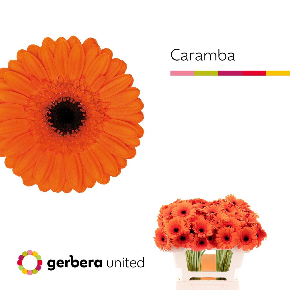 Germini plastic caramba