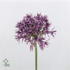 Allium violet beauty