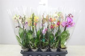 Phalaenopsis mix 2tak 11+