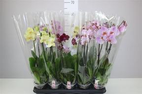 Phalaenopsis mix 2tak 11+