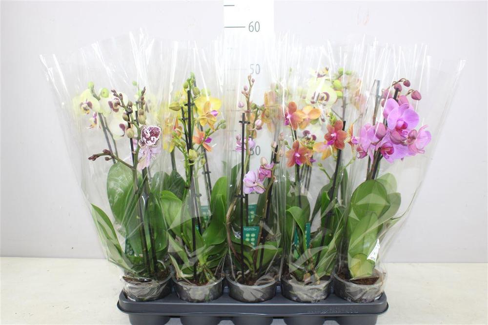 Phalaenopsis mix 2tak 11+